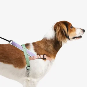 SofterWalk No-Pull Dog Harness in Peach