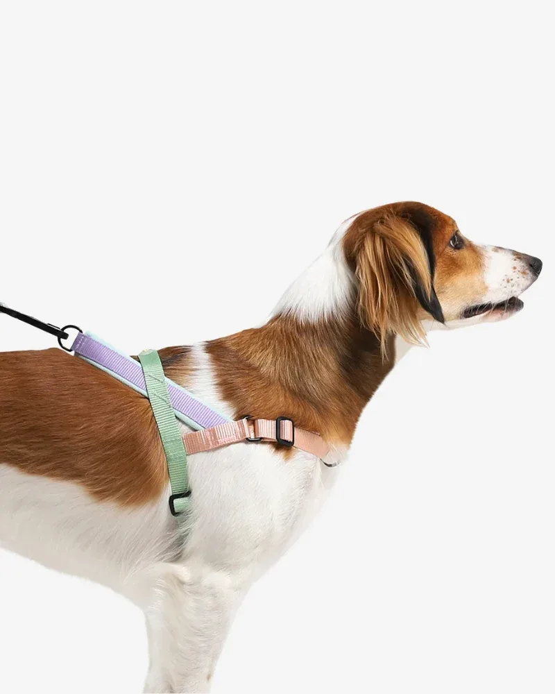 SofterWalk No-Pull Dog Harness in Peach