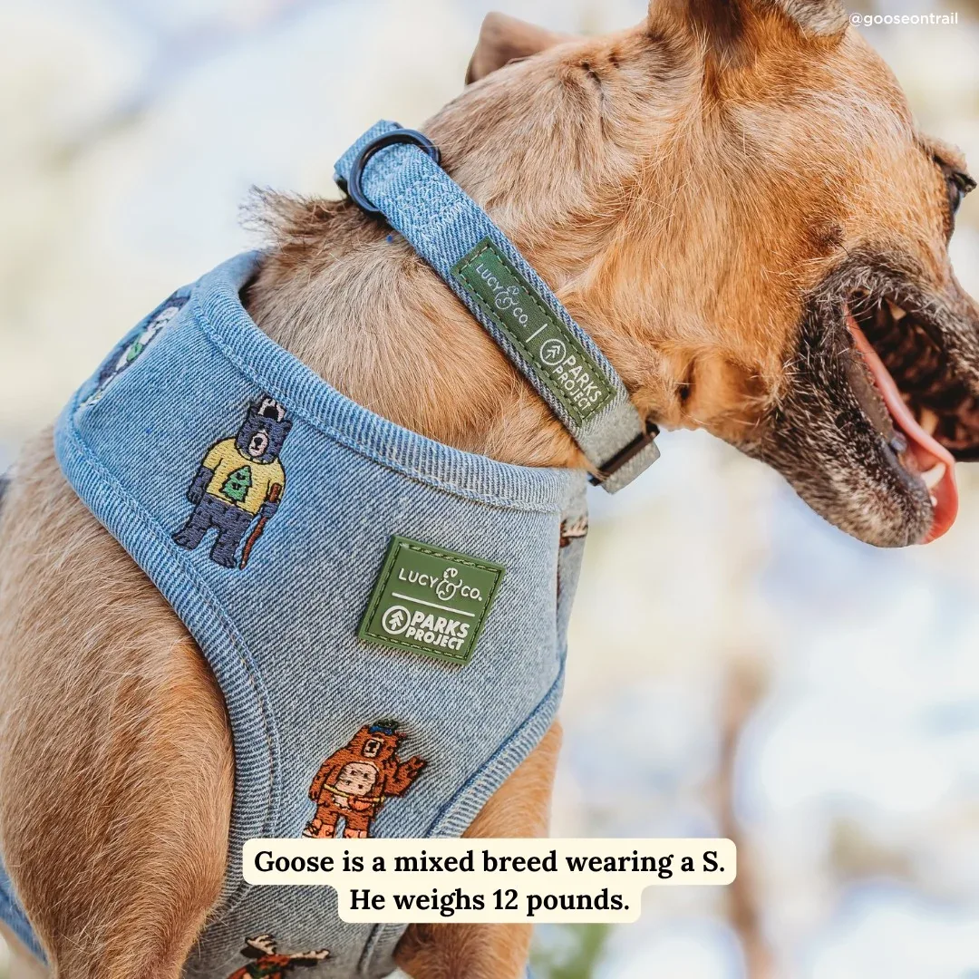 Lucy & Co. x Parks Project Adventures with Friends Collar - Image 2