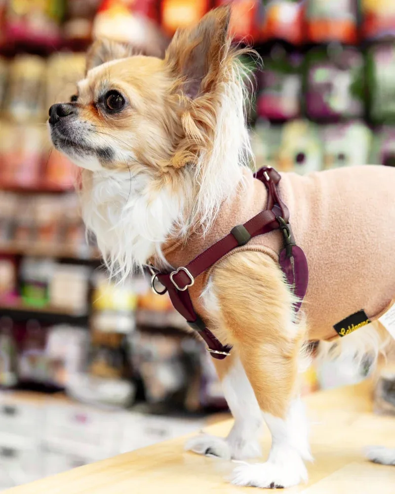 Mini Freedom Dog Harness in Burgundy (Made in the USA)