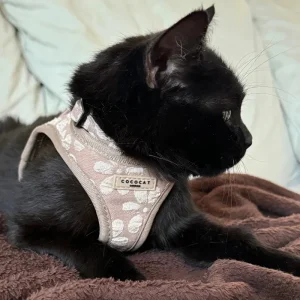 Mocha Flower Padded Cat Harness FINAL SALE