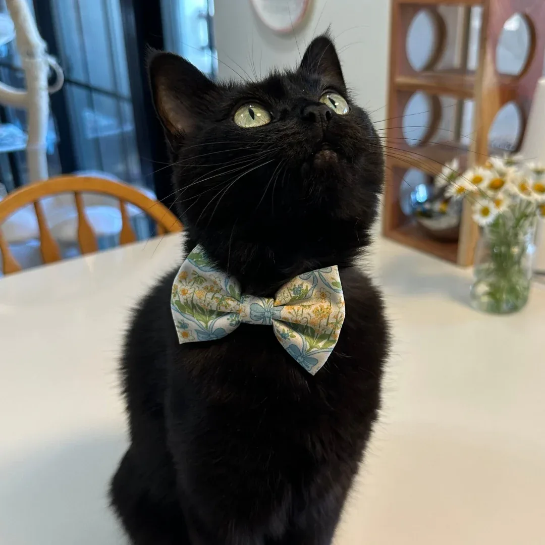 Sunshine and Daffodils Cat (& Small Dog) Bow Tie - Image 2
