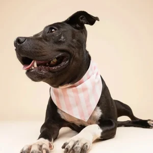 Cabana Blush Pink Dog Bandana