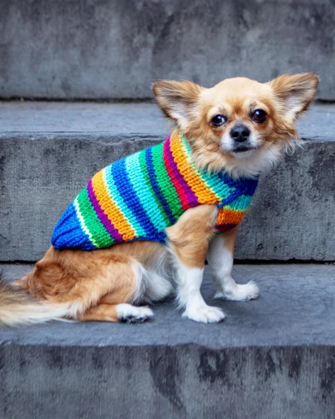 Royal Stripe Alpaca Dog Sweater