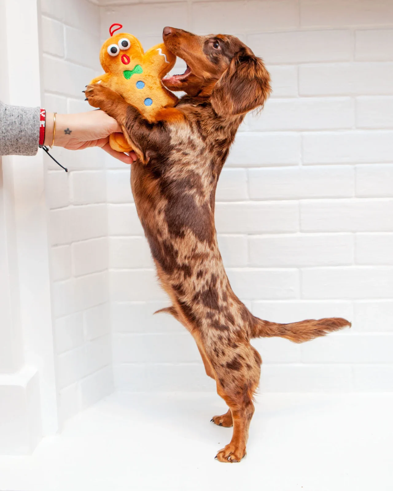 Ginger Snapped Howliday Plush Dog Toy - Image 2