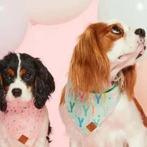 Yay Reversible Birthday Dog Bandana