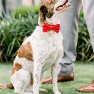 Ruby Dog Bow Tie (Made in the USA) (FINAL SALE)