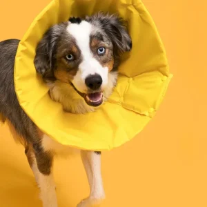 Premium Soft Pet Recovery Cone (Made in the USA) (FINAL SALE)