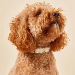 Ivory Velvet Dog Collar (Made in the USA) (FINAL SALE)