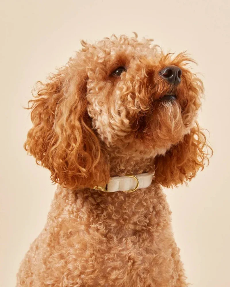 Ivory Velvet Dog Collar (Made in the USA) (FINAL SALE)