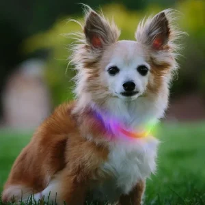 NITEHOWL® Rechargeable Led Safety Dog Necklace in Mini