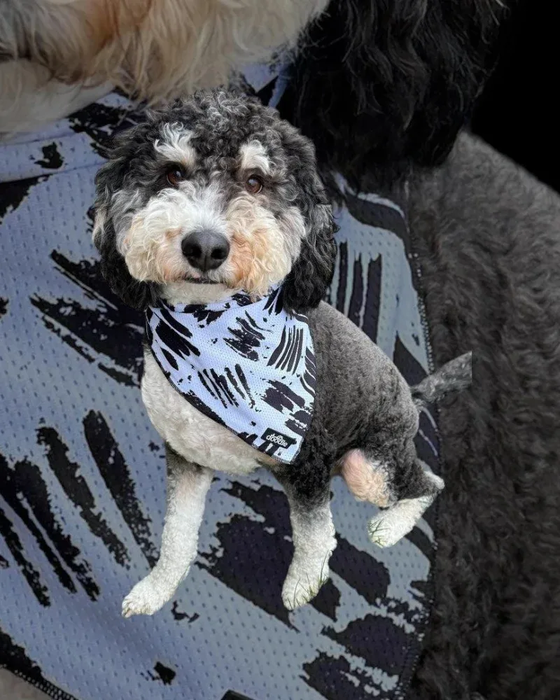 Cooling Dog Bandana in Berne (FINAL SALE) - Image 2