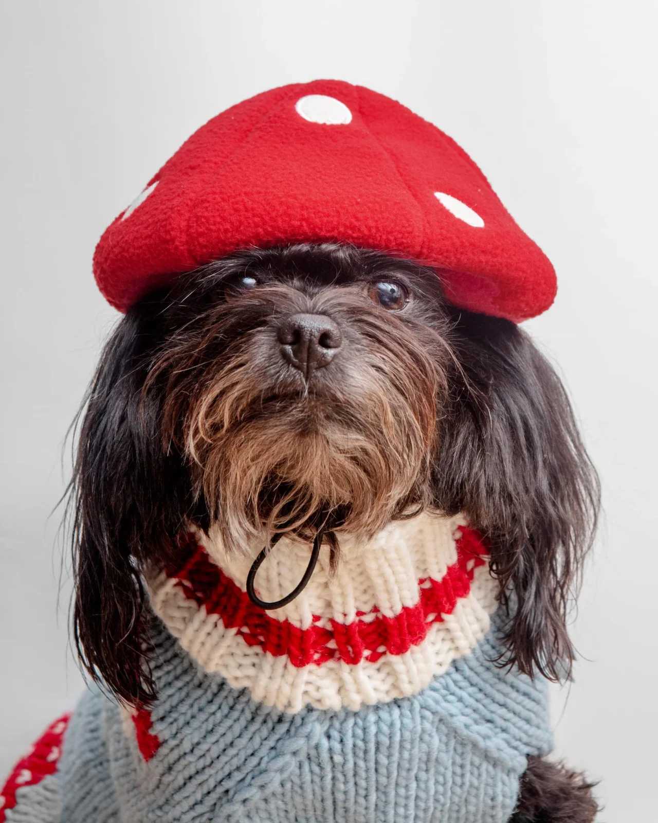 Howl-O-Ween Mushroom Cap