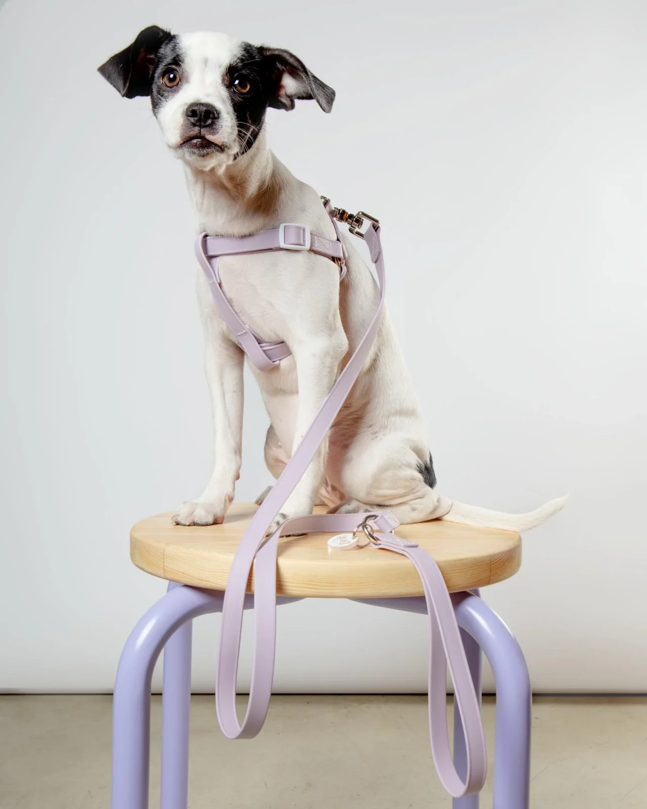 Walk in the Park Waterproof Dog Harness in Lilac (Made in the USA)