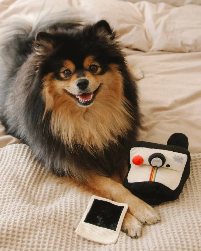 Instant Camera Enrichment Dog Toy - Image 2