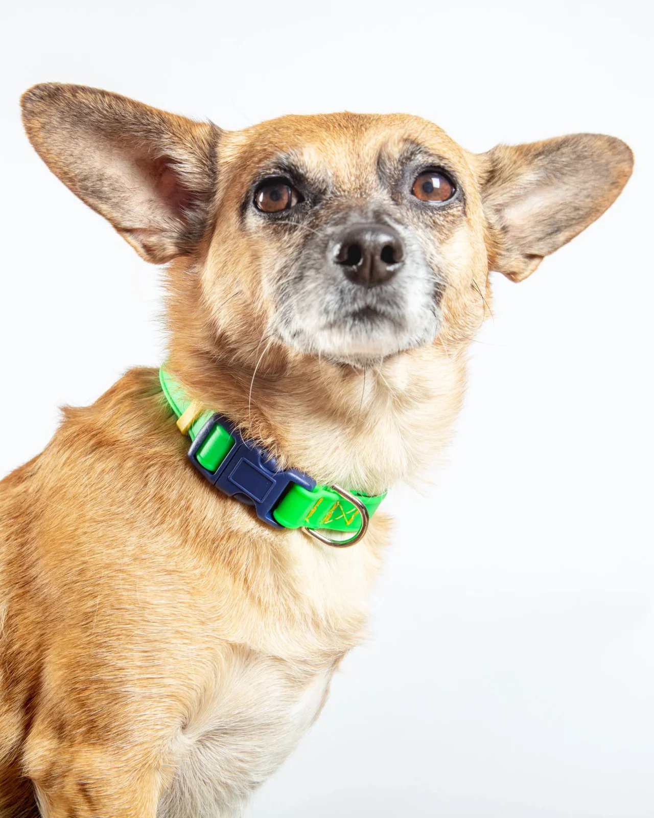 A Walk in the Park Dog Collar in Neon Green (Made in the USA) - Image 2