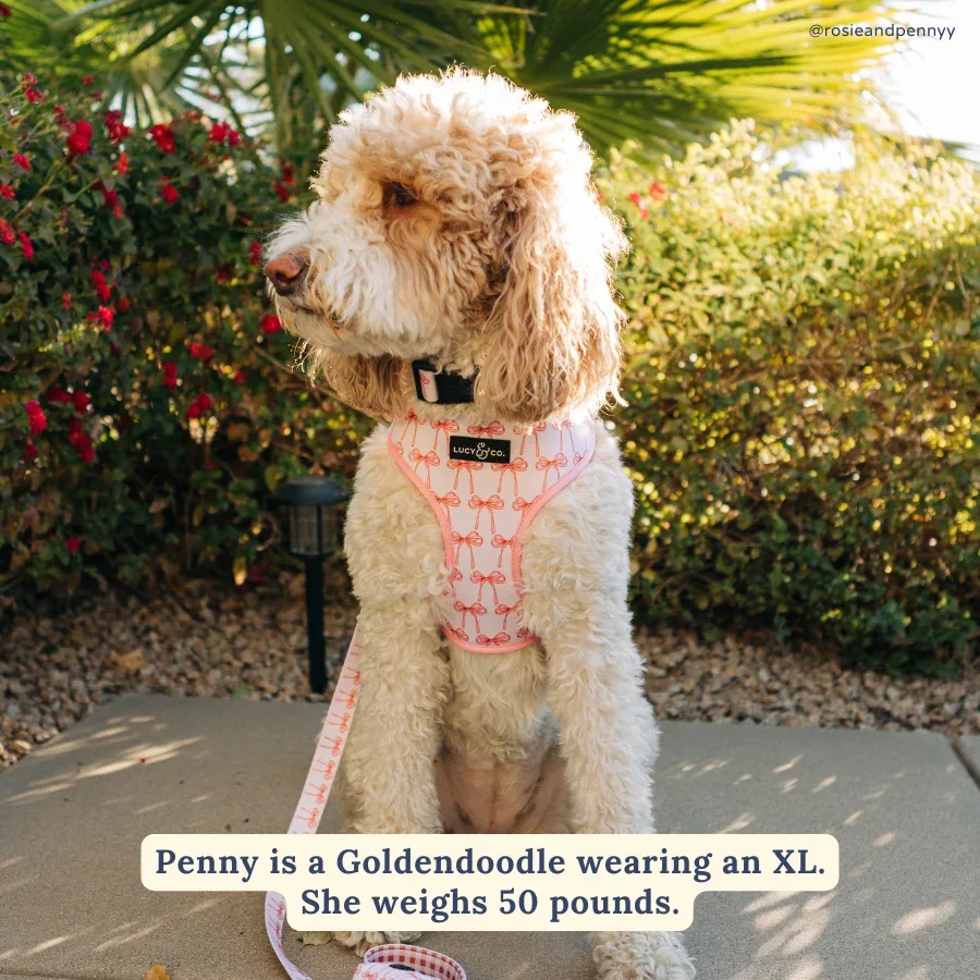 Take a Bow Reversible Harness - Image 2