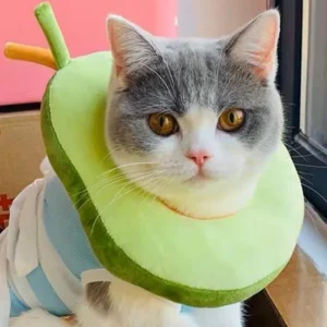 Small Dog & Cat Avocado Cone