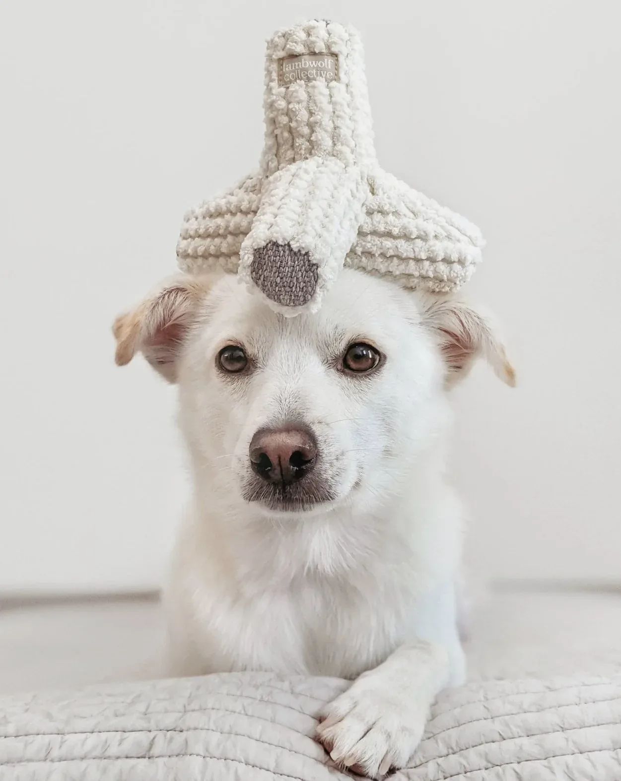 Breuer Crinkle & Squeak Dog Toy in Cream (FINAL SALE)