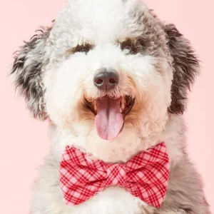 HTH x TFD Katherine Dog Bow Tie (Made in the USA) (FINAL SALE)