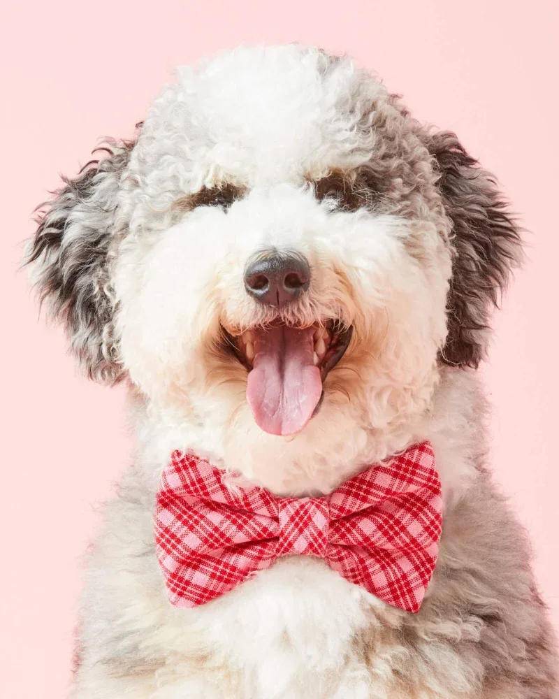 HTH x TFD Katherine Dog Bow Tie (Made in the USA) (FINAL SALE)
