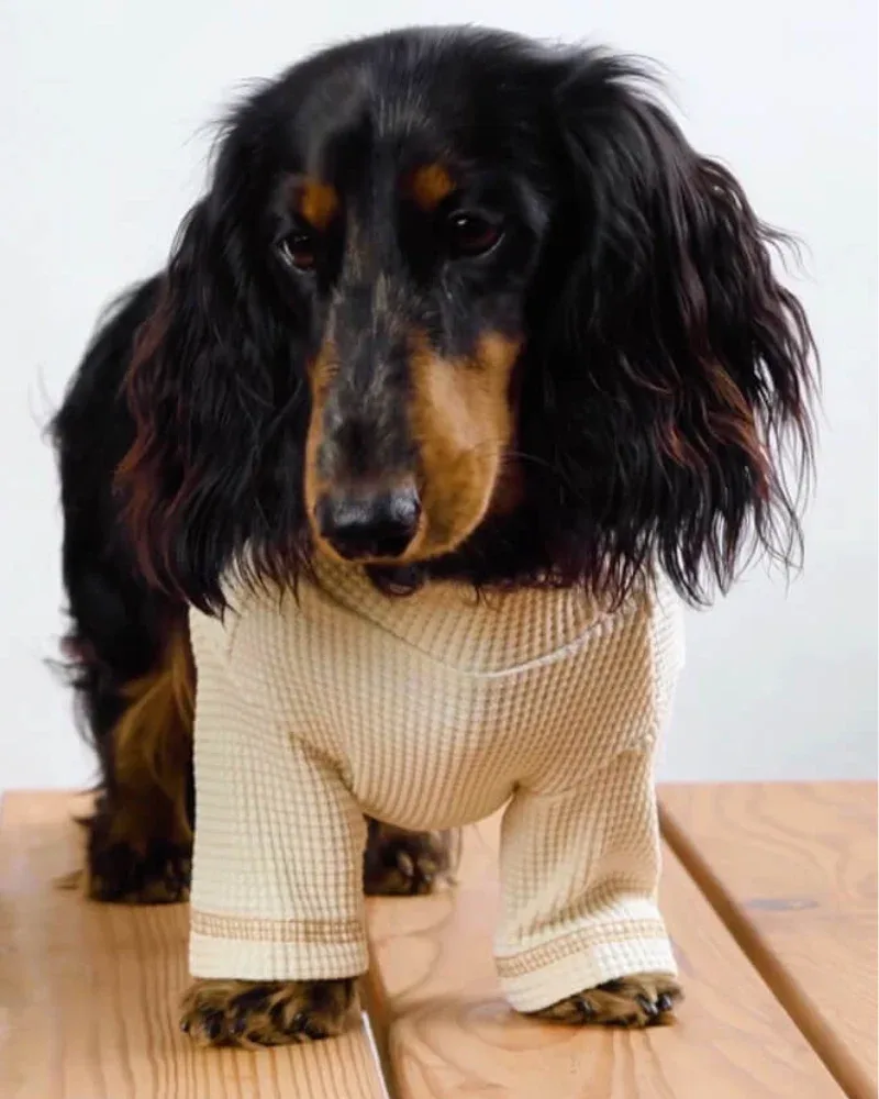 Organic Cotton Waffled T-Shirt for Dogs (FINAL SALE) - Image 2