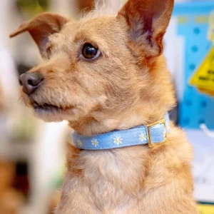 Daisy Embroidered Dog Collar
