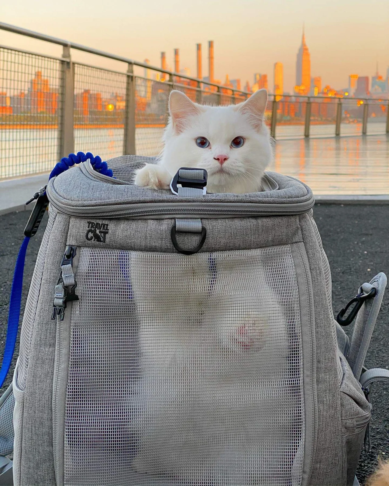 The Navigator Convertible Cat & Small Dog Backpack - Image 2