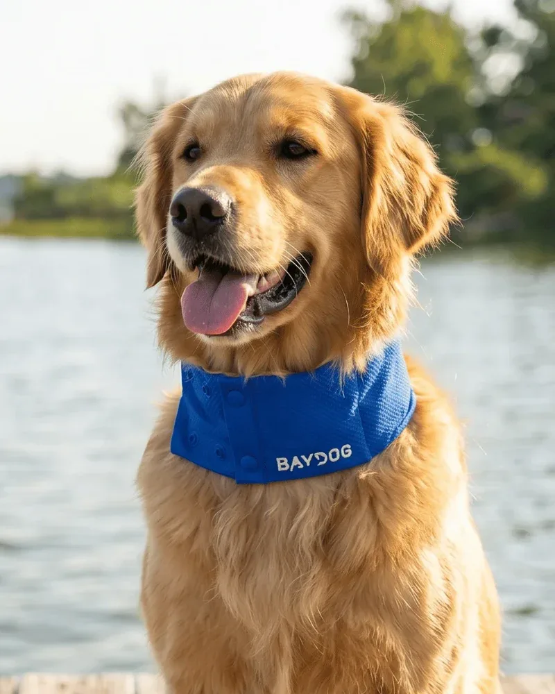 Arctic Cooling Collar for Dogs