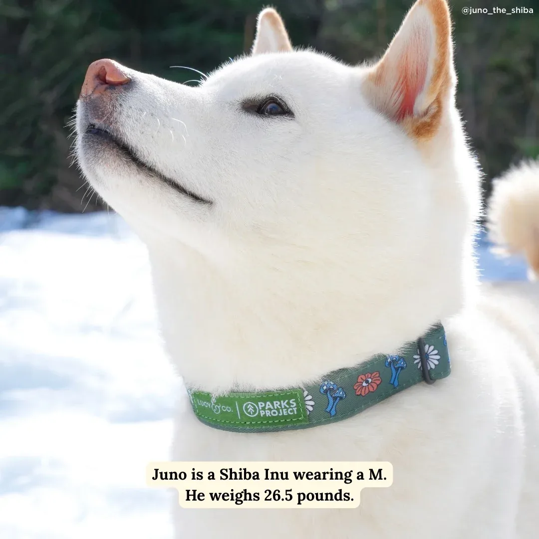 Lucy & Co. x Parks Project Power to the Parks Collar - Image 2