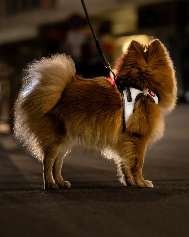 "The Glow" Vest Harness for Dogs - Image 2