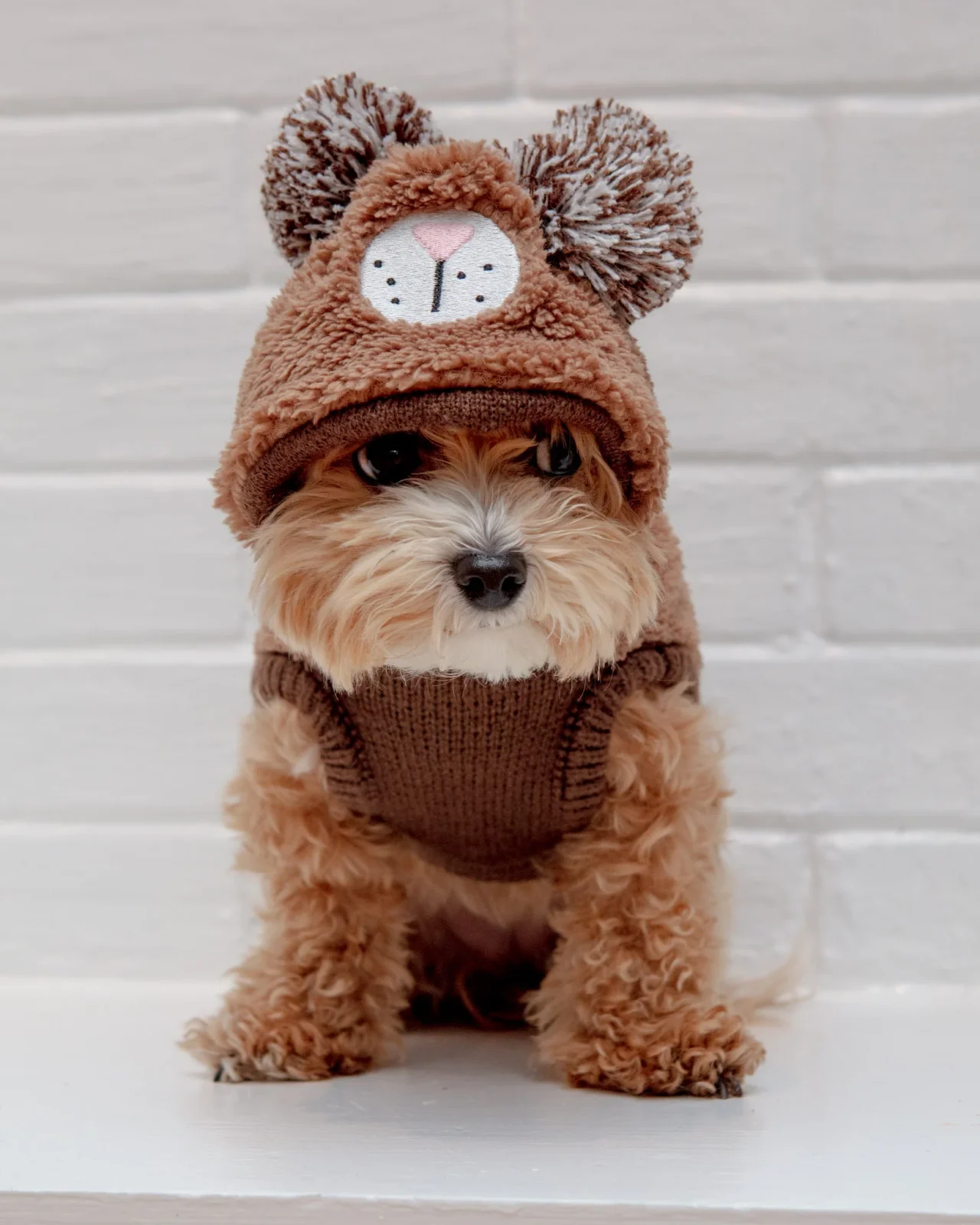 Fuzzy Wuzzy Teddy Bear Dog Hoodie