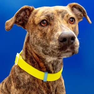 A Walk in the Park Dog Collar in Neon Yellow (Made in the USA) (FINAL SALE)