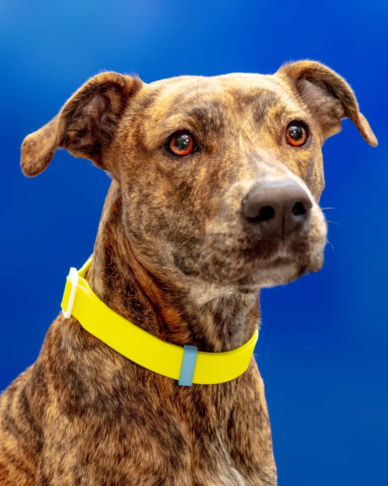A Walk in the Park Dog Collar in Neon Yellow (Made in the USA) (FINAL SALE)