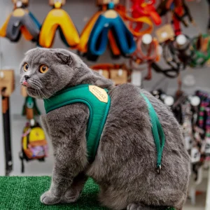 Adjustable Easy Dog Harness in Green