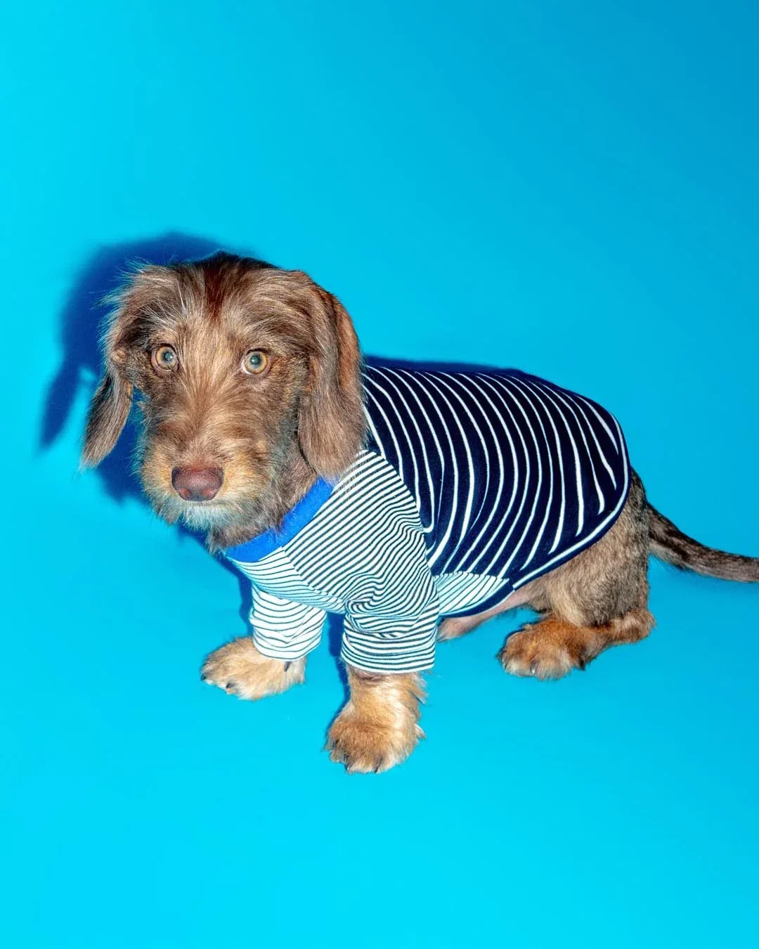 Black & White Crazy Striped Dog T-Shirt (Made in the USA)