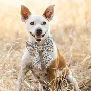 Meadow Floral Dog Sailor Bow (Made in the USA)