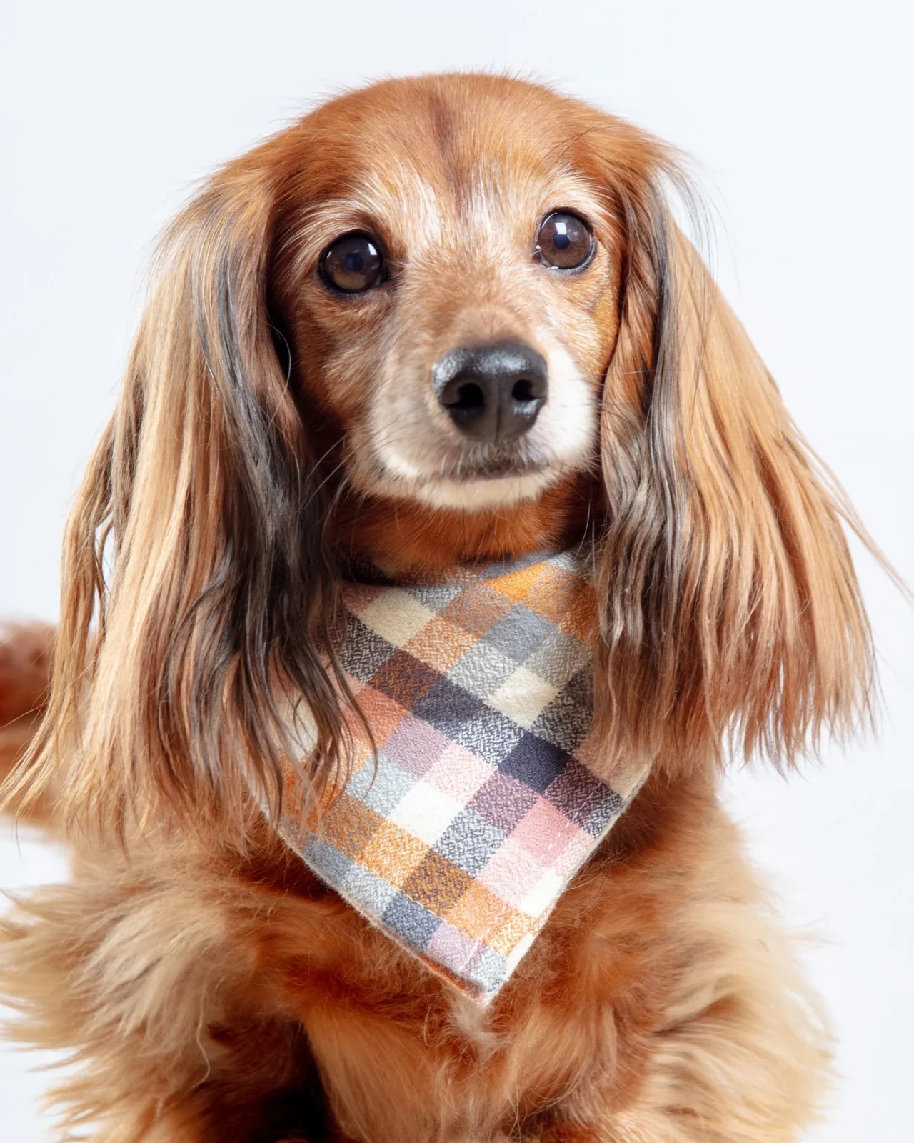 Aspen Flannel Dog Bandana (Made in the USA)