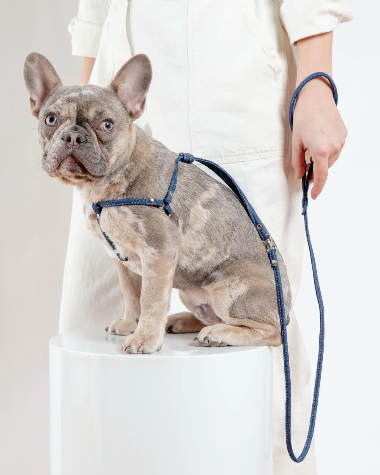 Denim Step-In Adjustable Dog Harness (Made in the USA)