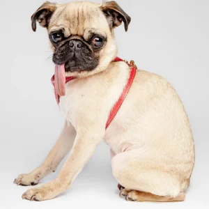 Italian Leather Harness in Red (FINAL SALE)