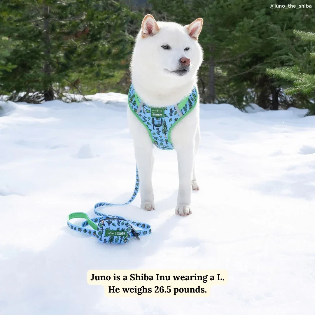 Lucy & Co. x Parks Project Feel the Earth Breathe Leash - Image 2