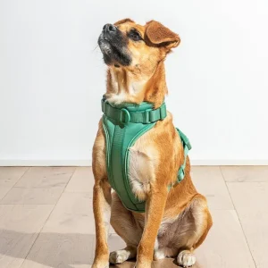 Cushioned Dog Harness in Spruce (FINAL SALE)