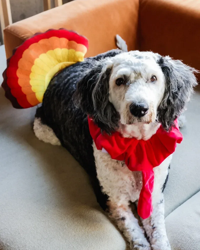 Thanksgiving Turkey Costume for Dogs - Image 2