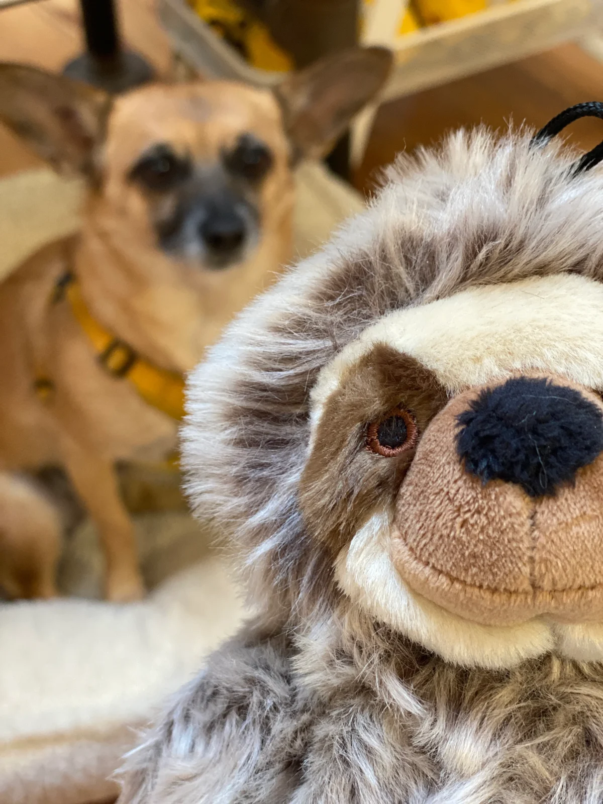 Tico the Sloth Squeaky Plush Dog Toy - Image 2