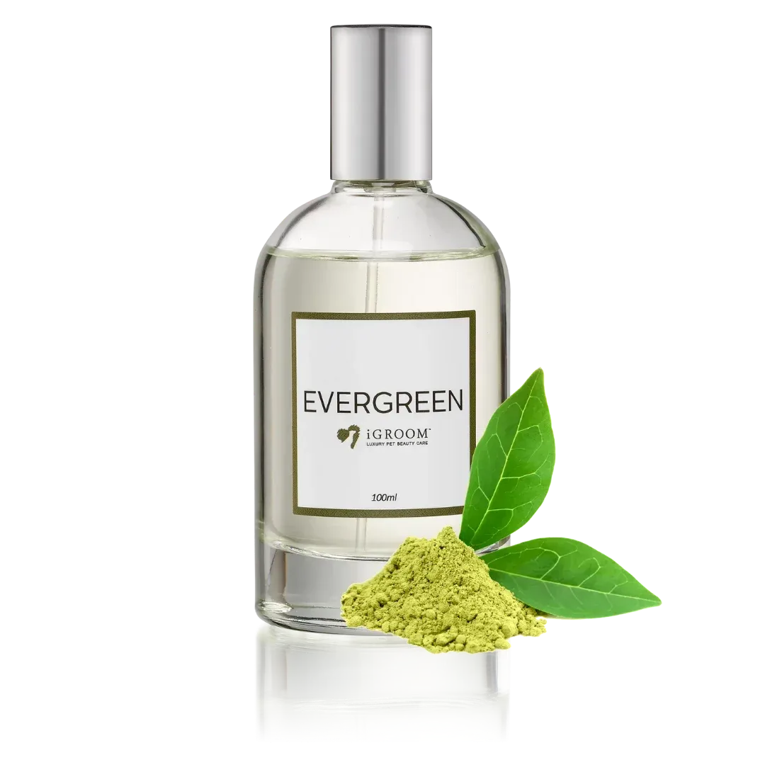 Evergreen Perfume 100ml by iGroom - Image 2