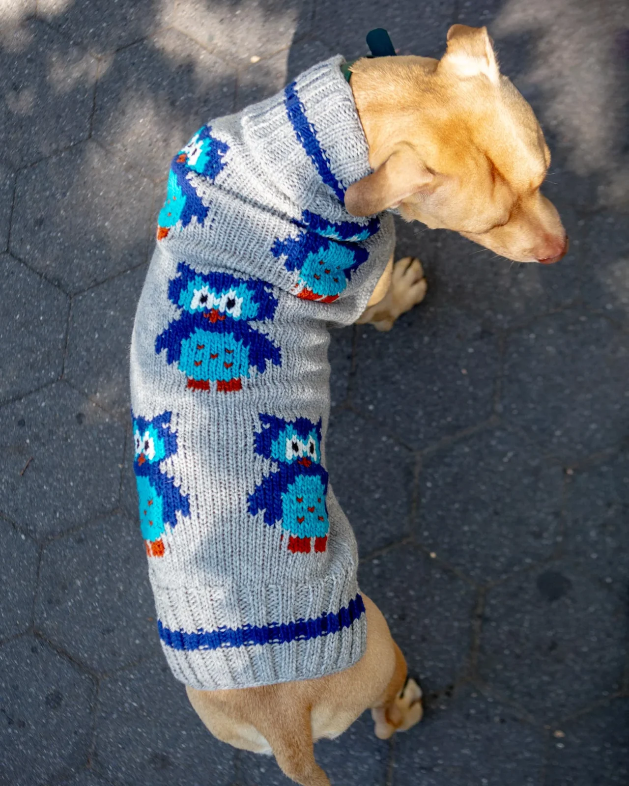 Owls are a Hoot Wool Dog Sweater