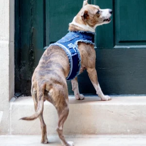 Denim Patchwork Dog Harness (Made in the USA) (Dog & Co. Exclusive)