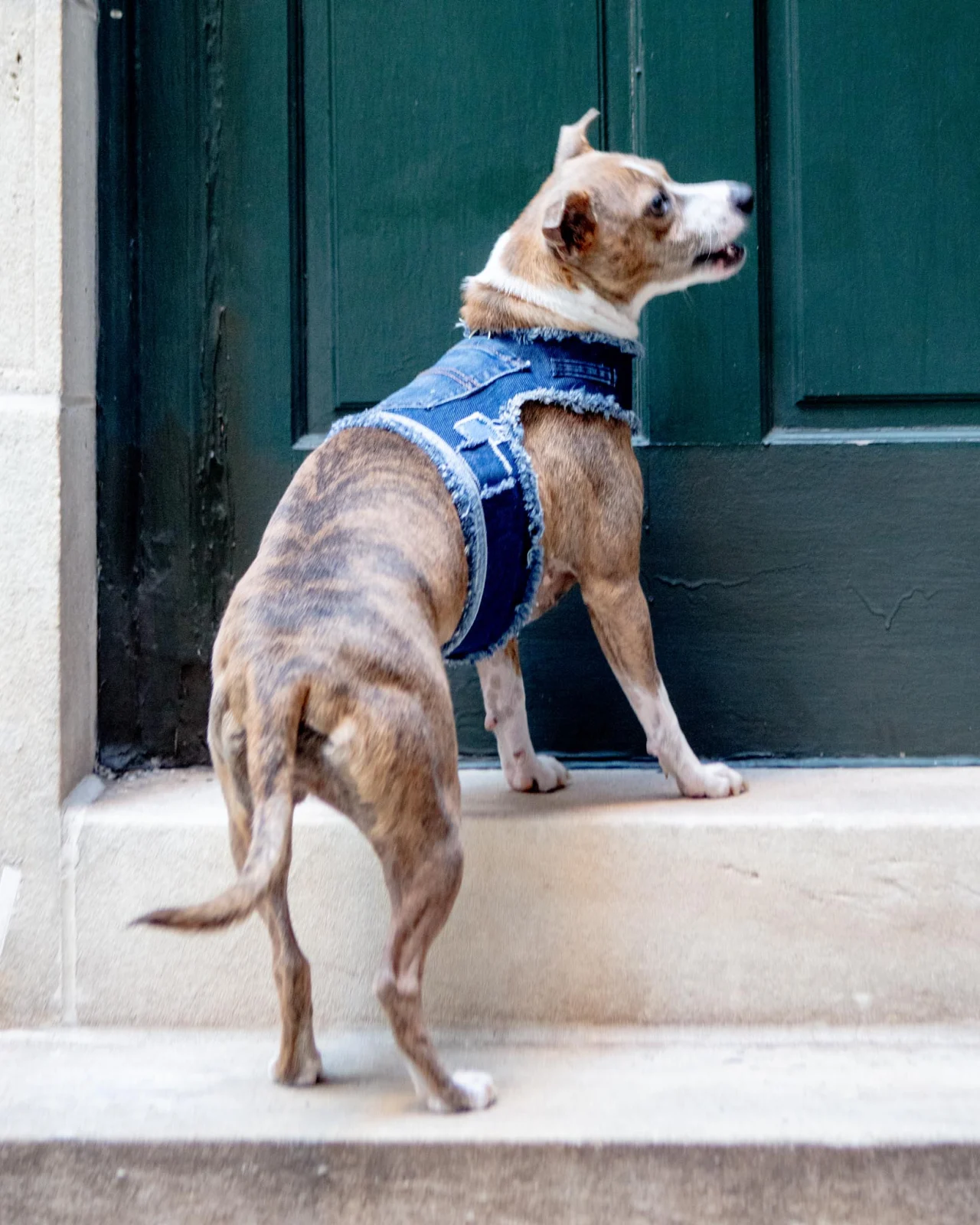Denim Patchwork Dog Harness (Made in the USA) (Dog & Co. Exclusive)