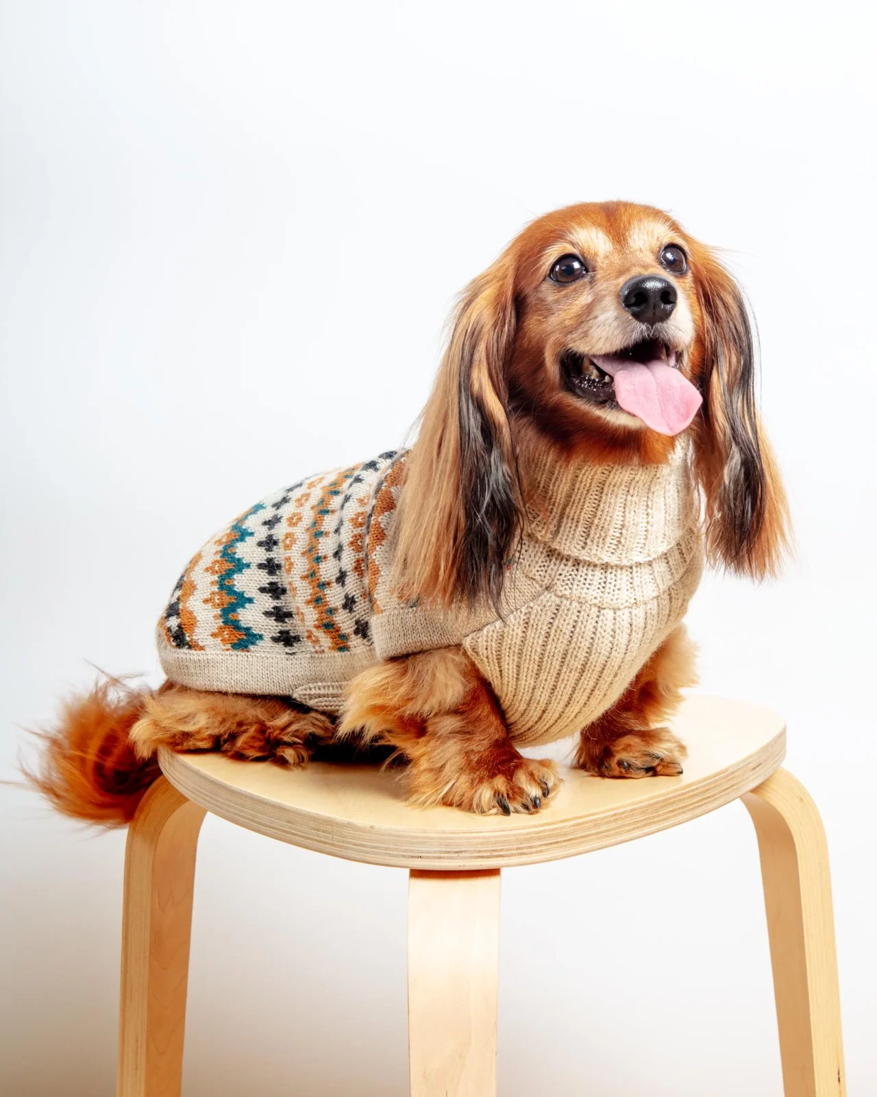 Golden Dreams Alpaca Dog Sweater (FINAL SALE) - Image 2