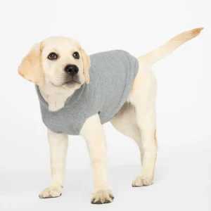 The Cashmere Dog Hoodie Dog & Co x Brochu Walker Exclusive